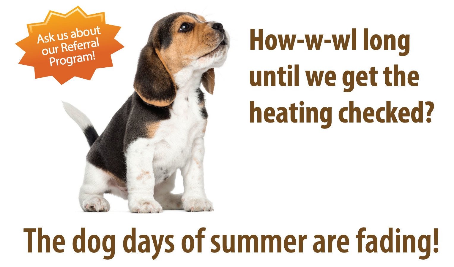 tune-up-offer-dog